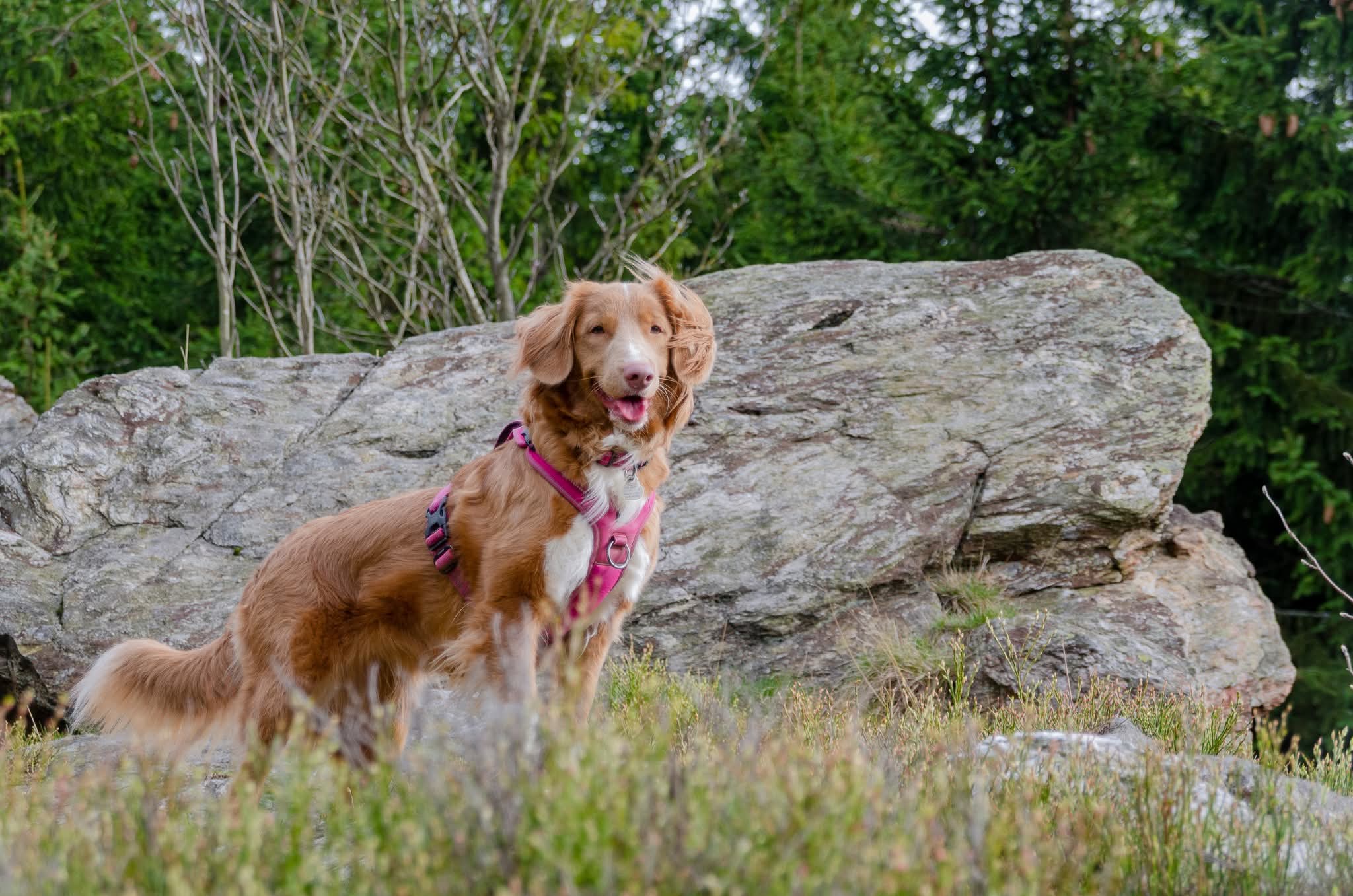 Retriever z Nowej Szkocji w różowych szelkach stojący na tle skał.