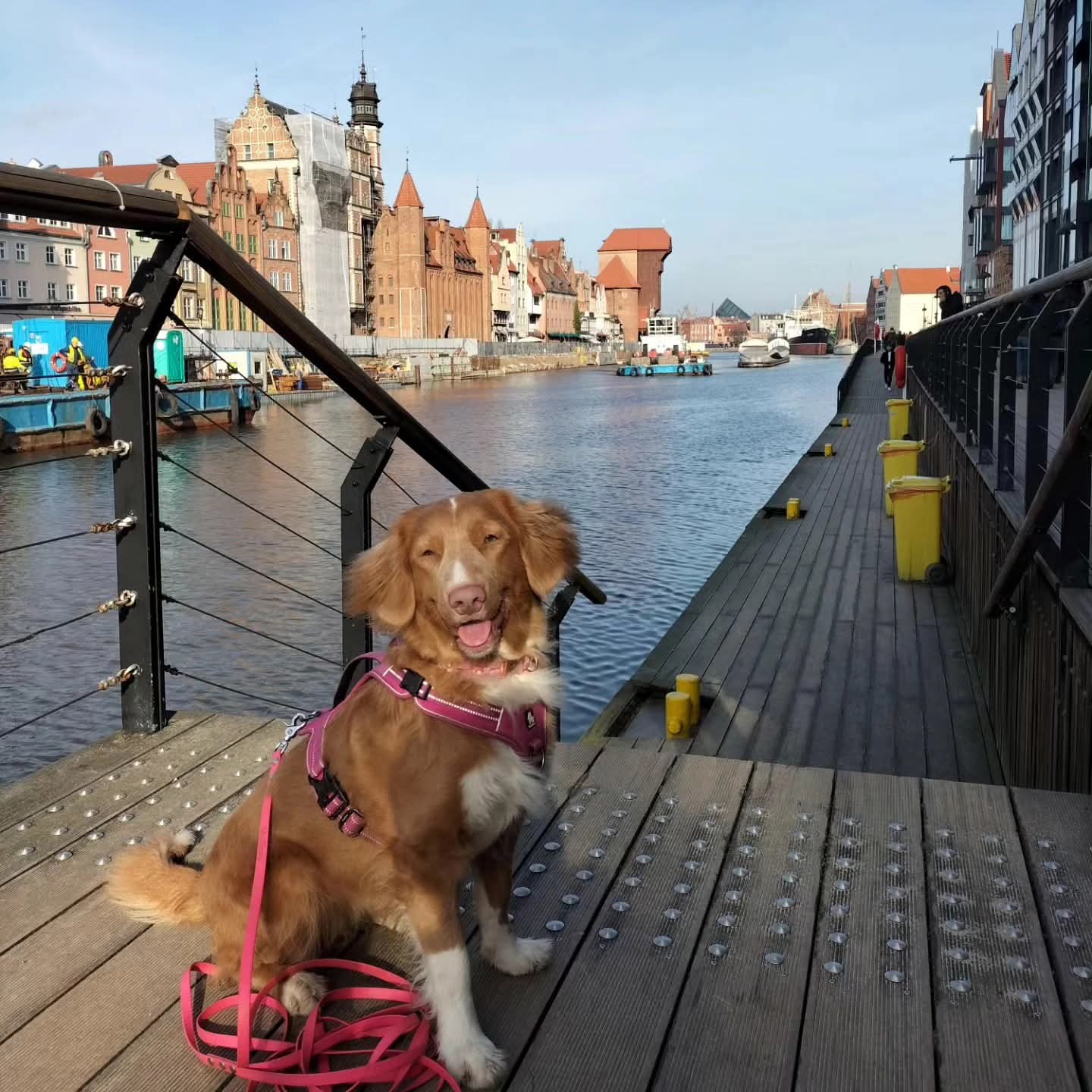 Retriever z Nowej Szkocji siedzący na drewnianym pomostem nad rzeką w mieście.