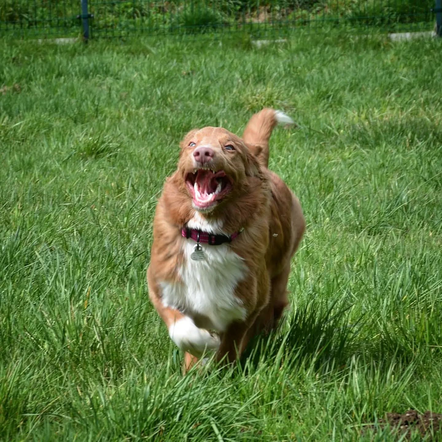 Retriever z Nowej Szkocji biegnący radośnie po zielonej trawie.