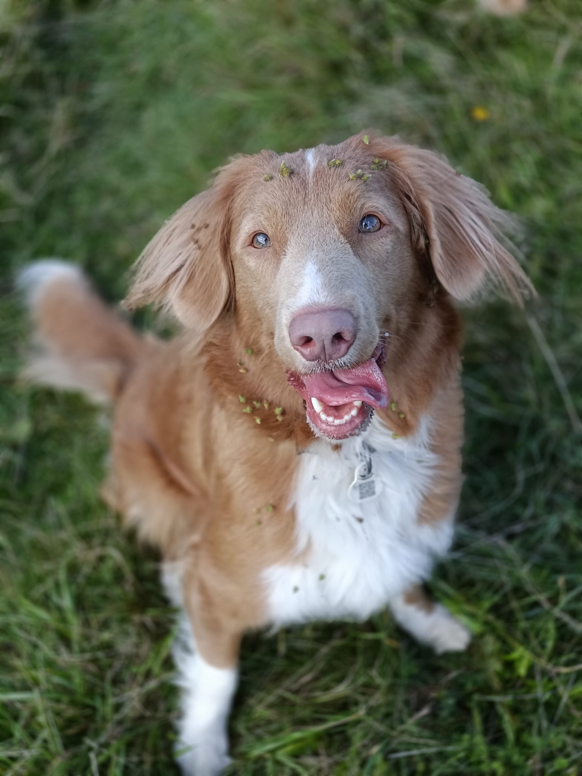 Retriever z Nowej Szkocji.