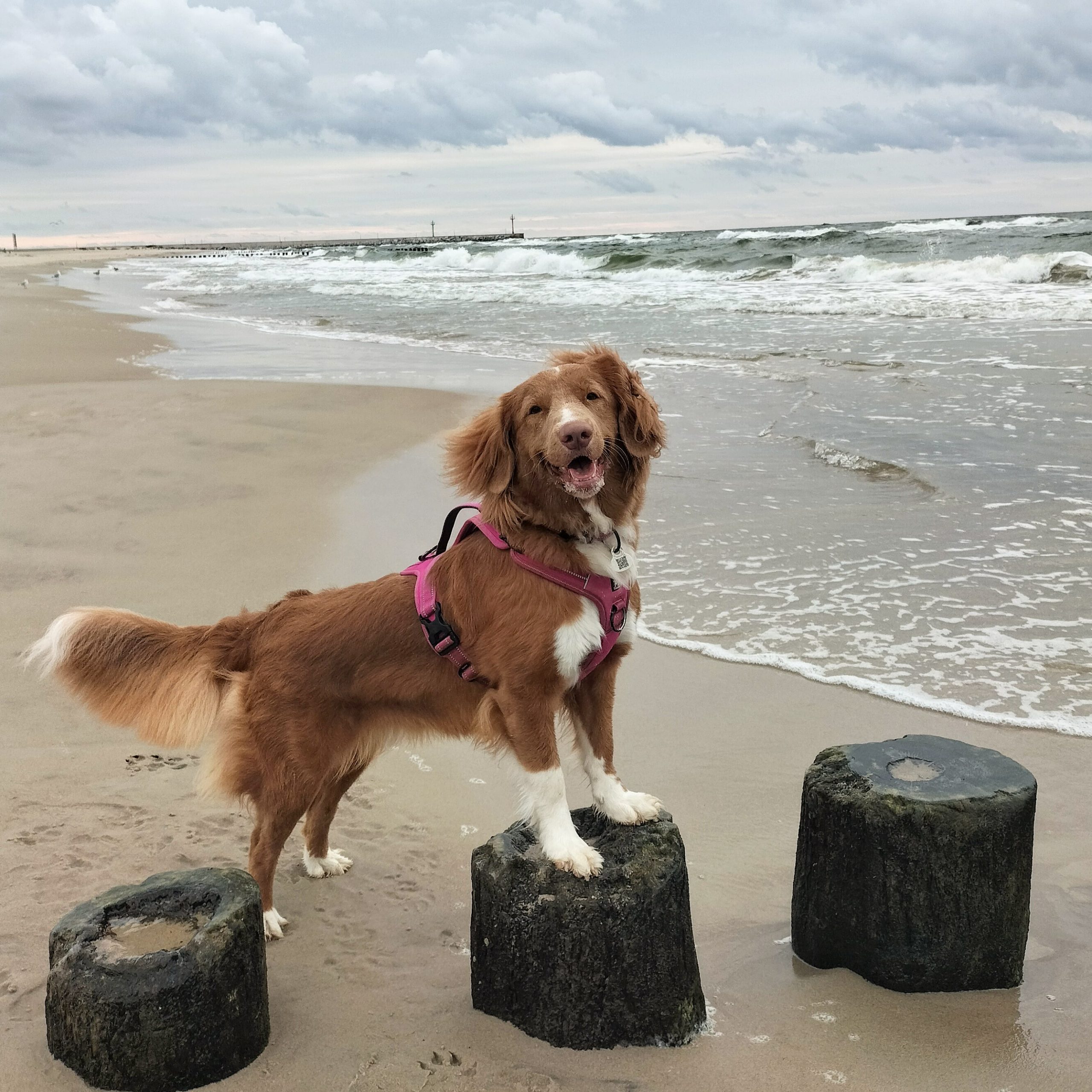 Retriever z Nowej Szkocji stojący na drewnianych palach na piaszczystej plaży.