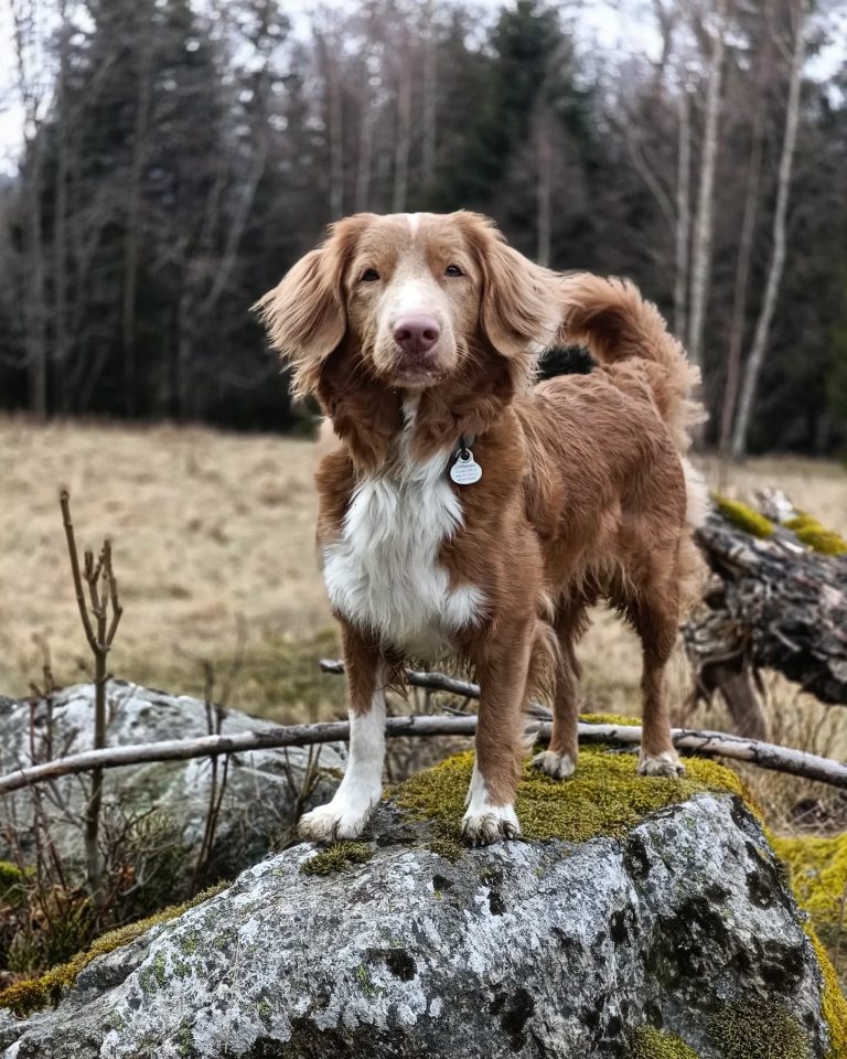 Portret rudego psa rasy Nova Scotia Duck Tolling Retriever stojącego dumnie na dużym, omszałym głazie. Pies ma białe znaczenia na klatce piersiowej, łapach i pyszczku oraz puszysty ogon. Tło stanowi lekko rozmyty las i sucha trawa, co podkreśla naturalny, jesienno-zimowy klimat zdjęcia. Pies patrzy bezpośrednio w obiektyw, a na jego obroży widoczna jest adresówka.
