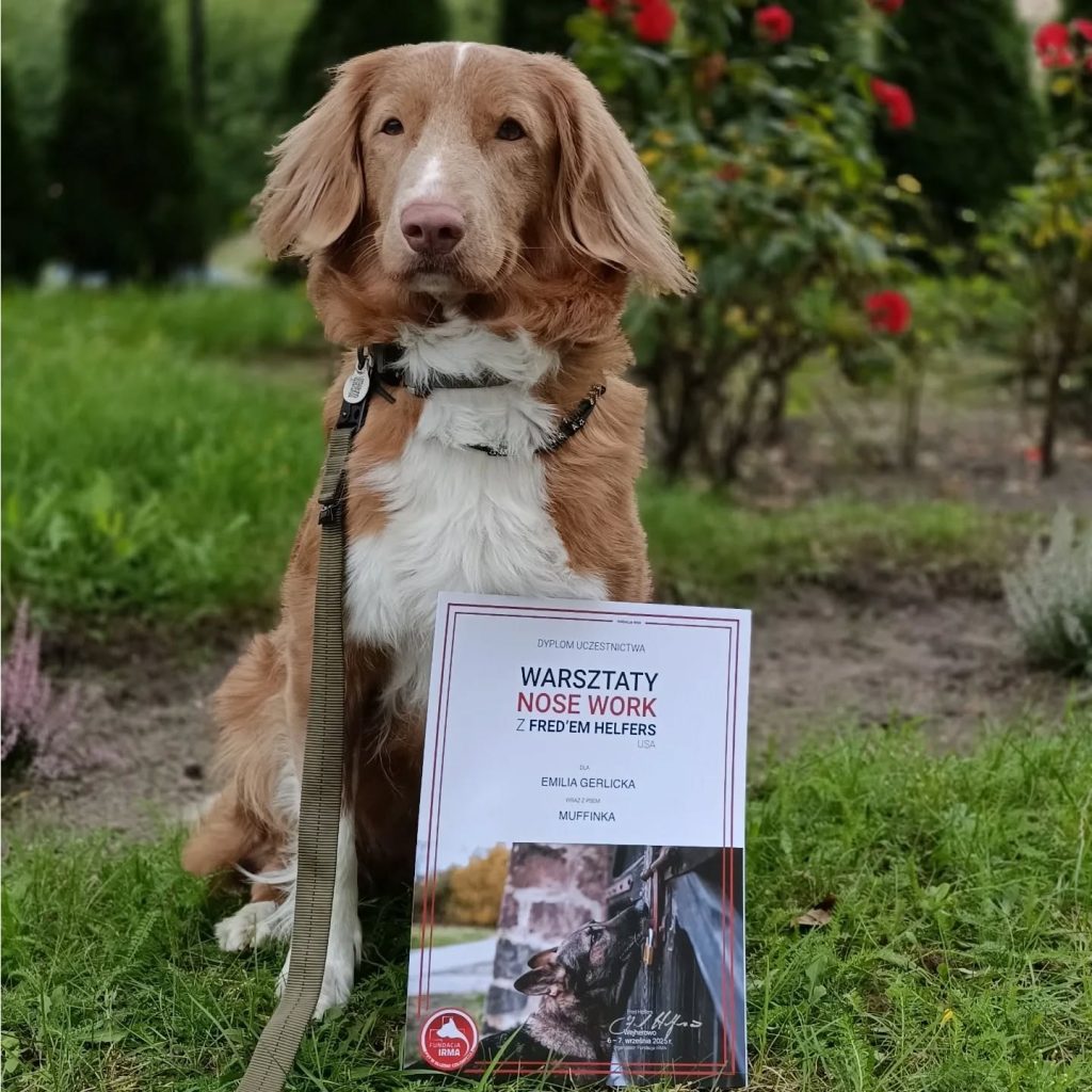 Retriever z Nowej Szkocji z dyplomem.