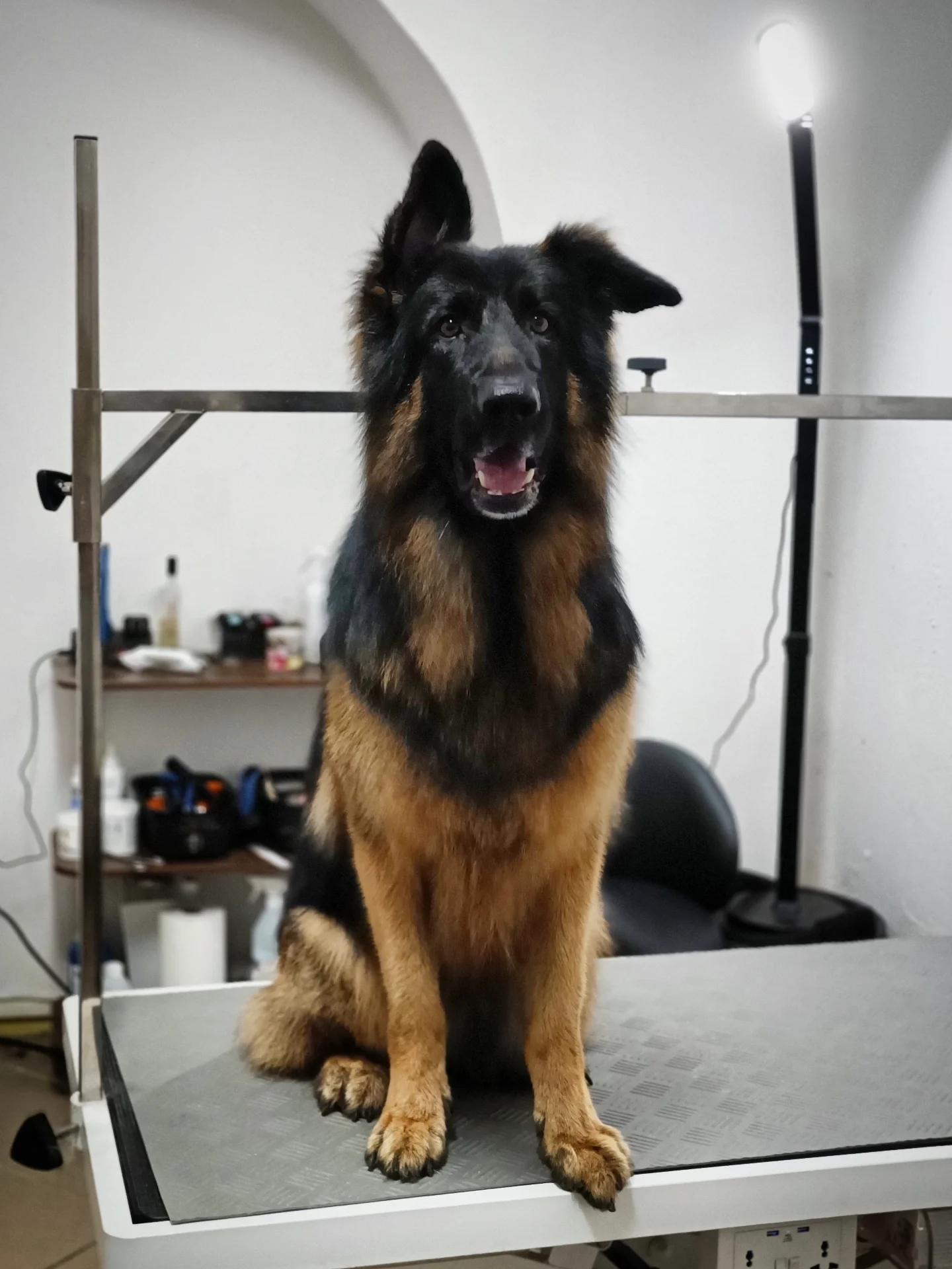 Owczarek niemiecki siedzi grzecznie na białym stole groomerskim w salonie pielęgnacji; pies patrzy prosto w obiektyw, a w tle widać profesjonalne wyposażenie gabinetu.