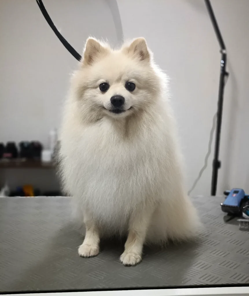 Mały, biały pies o puszystej sierści siedzi na stole groomerskim po zabiegu pielęgnacyjnym.