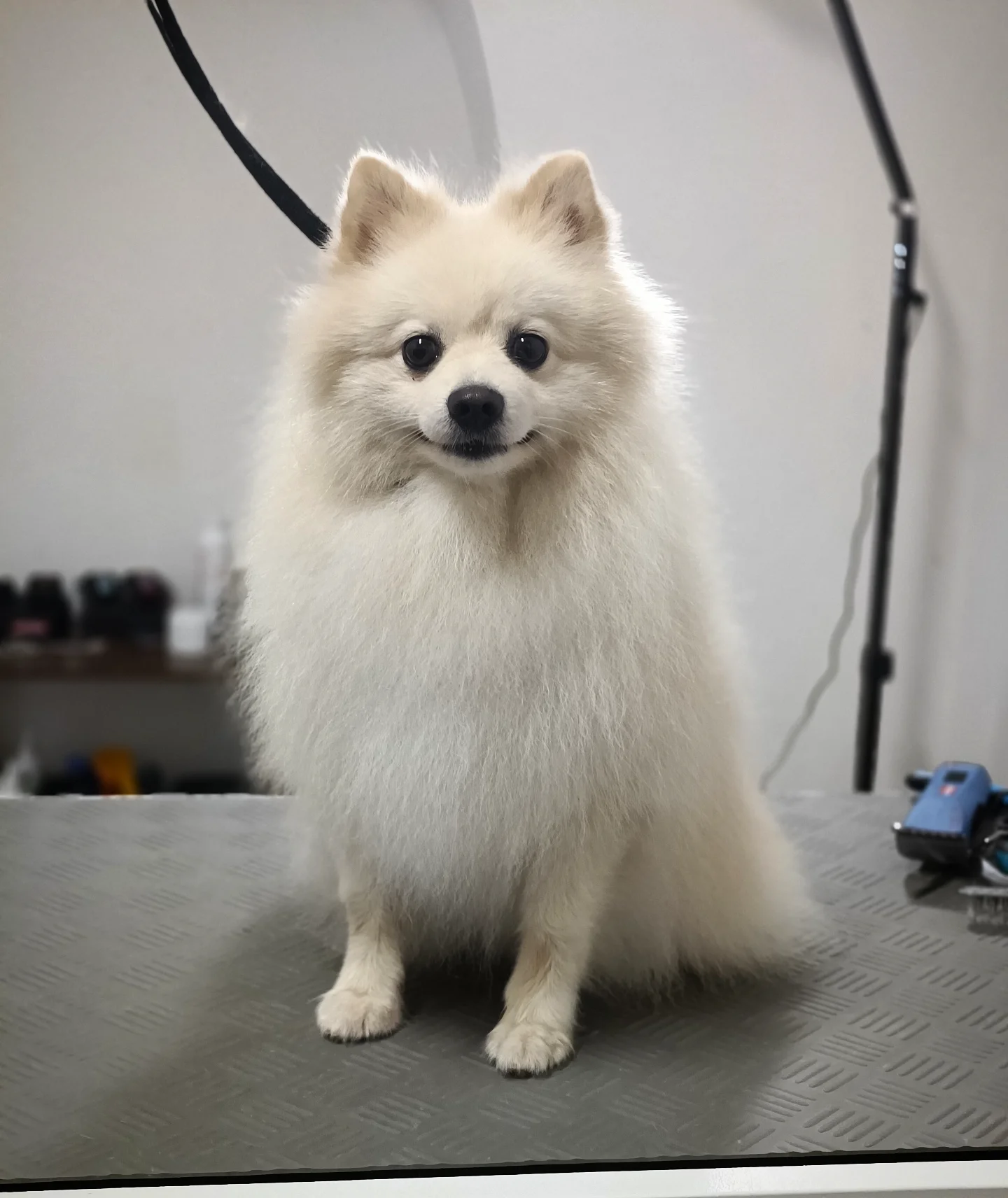 Mały, biały pies o puszystej sierści siedzi na stole groomerskim po zabiegu pielęgnacyjnym.