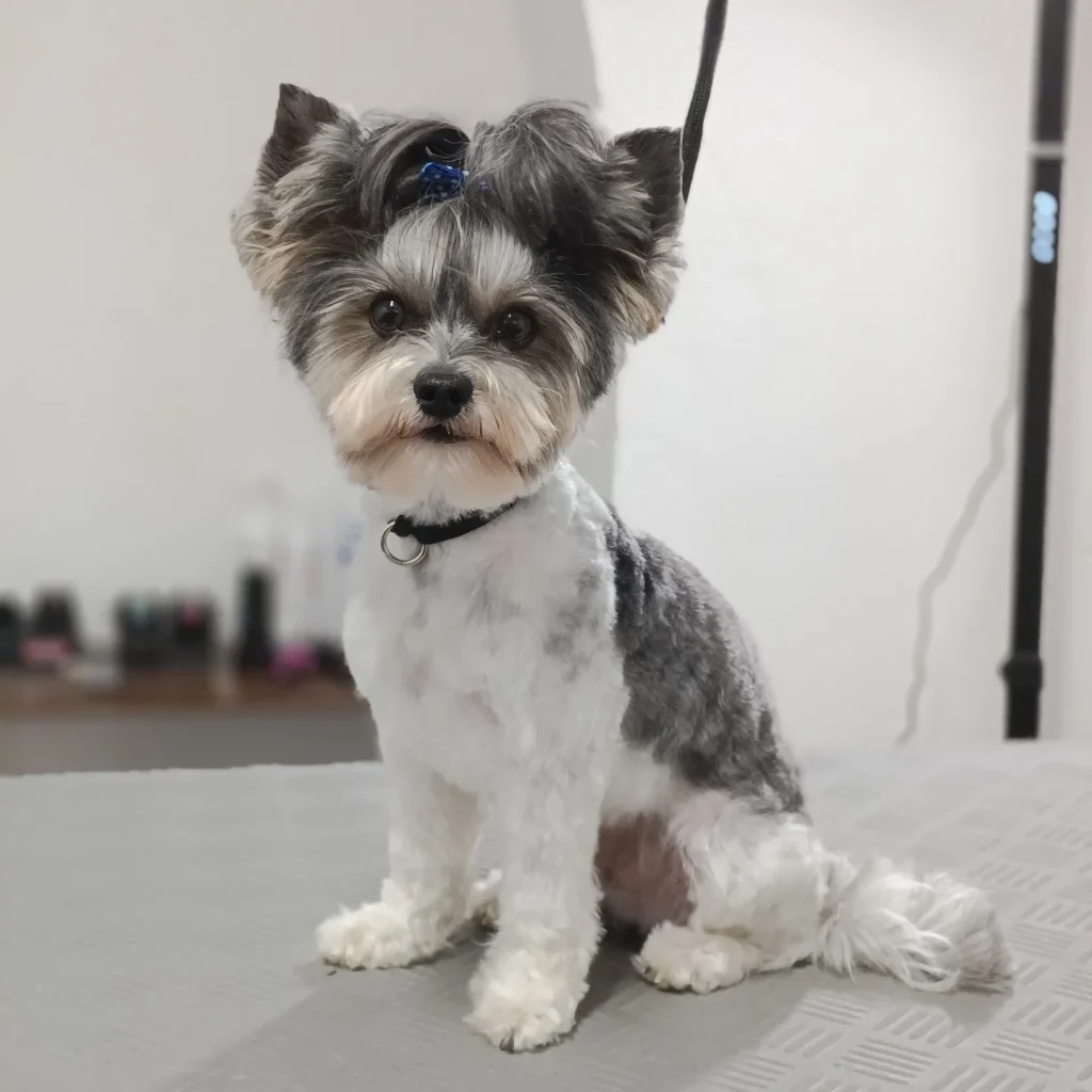 Mały pies rasy Biewer Yorkshire Terrier z niebieską kokardką na głowie siedzi na stole groomerskim po zabiegu pielęgnacyjnym.