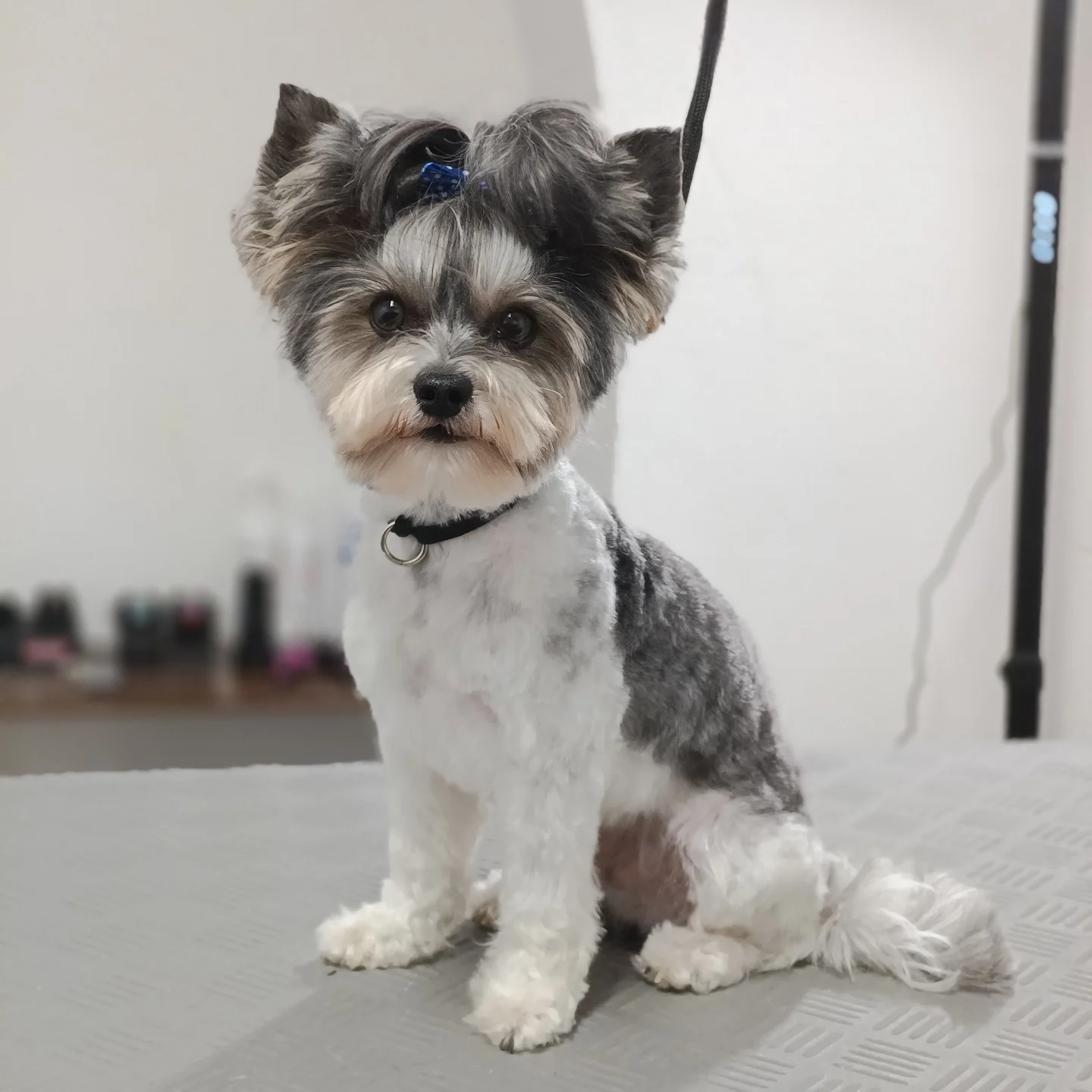 Mały pies rasy Biewer Yorkshire Terrier z niebieską kokardką na głowie siedzi na stole groomerskim po zabiegu pielęgnacyjnym.