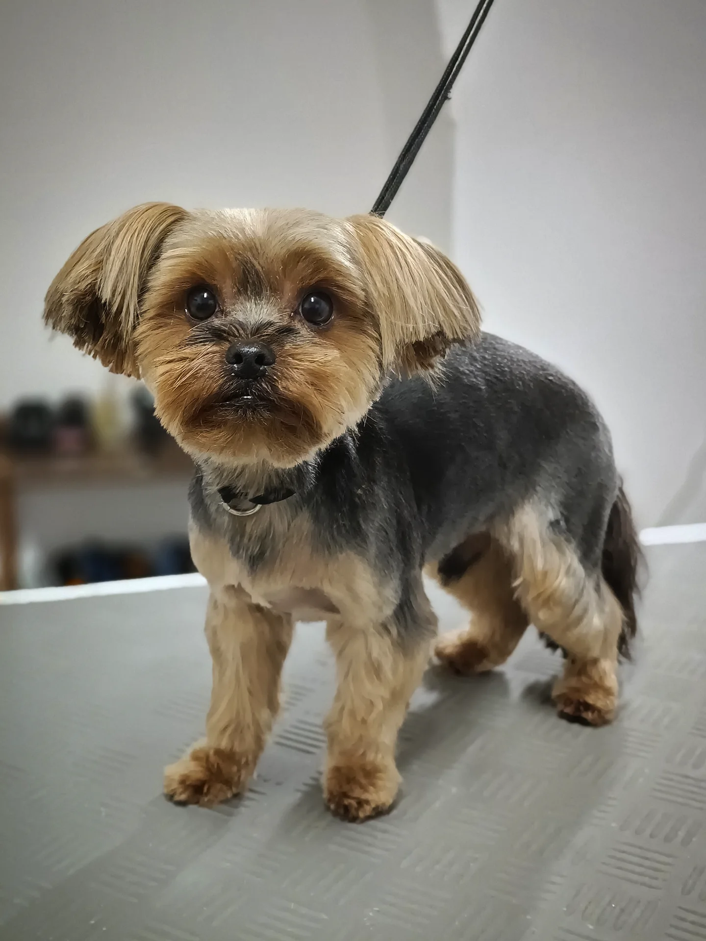 Mały pies rasy Yorkshire Terrier stoi na stole groomerskim po zabiegu strzyżenia; pies ma krótką, zadbaną sierść na tułowiu oraz charakterystyczną, dłuższą fryzurę na pyszczku i uszach.