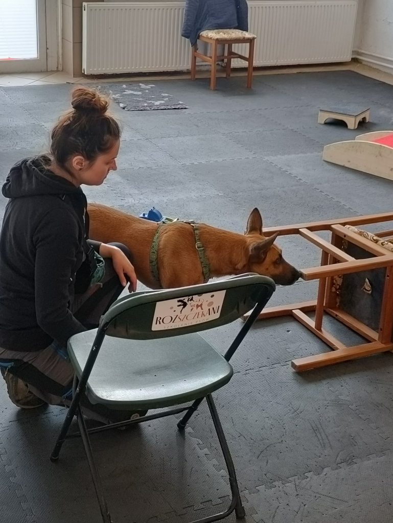 Zaawansowany etap treningu nosework: pies przeszukuje trudne miejsca wśród rozstawionych przeszkód. Czworonóg sprawdza zapachy ukryte pod konstrukcją przewróconego krzesła na sali ćwiczeń.