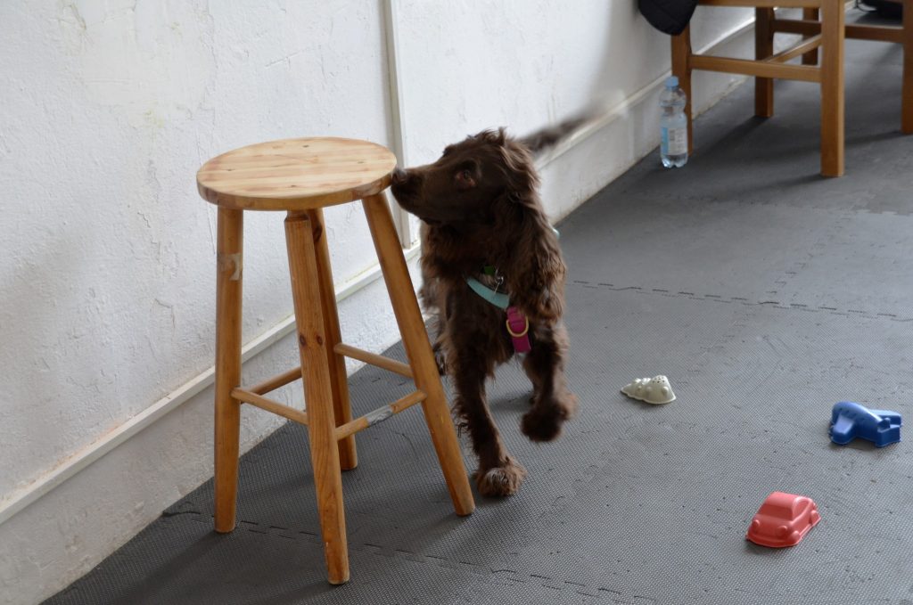 Brązowy pies rasy cocker spaniel (lub w typie rasy) w błękitno-różowych szelkach węszy przy krawędzi drewnianego taboretu. Pies znajduje się w sali treningowej na szarej macie, a obok na podłodze leżą kolorowe zabawki w kształcie samochodzików.