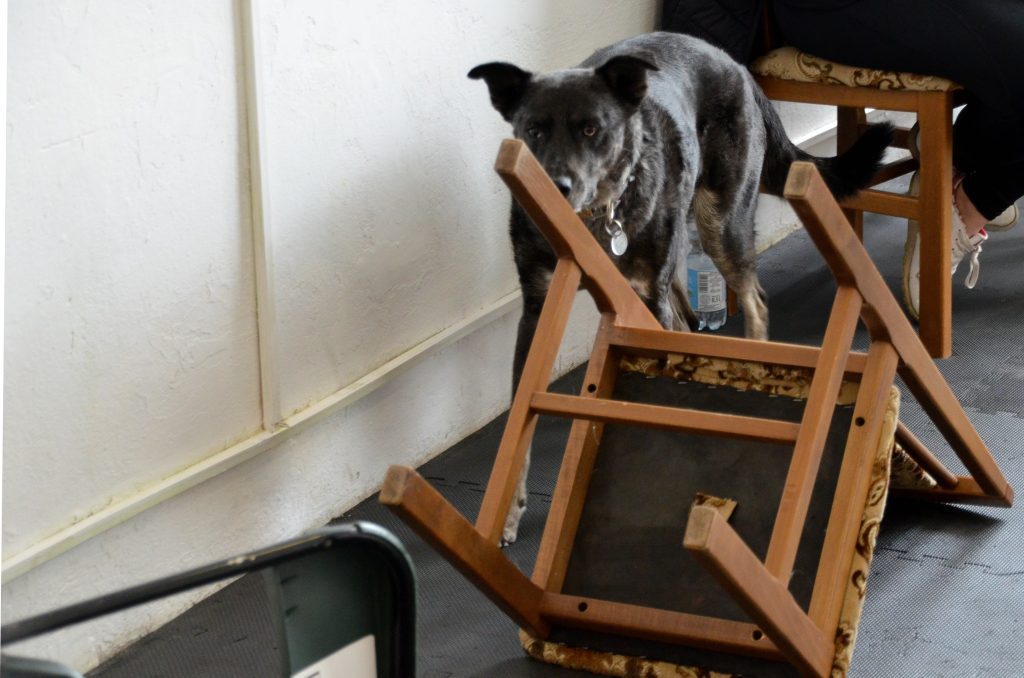 Zaawansowany etap treningu nosework: pies przeszukuje trudne miejsca wśród rozstawionych przeszkód. Ciemny czworonóg sprawdza zapachy ukryte pod konstrukcją przewróconego krzesła na sali ćwiczeń.