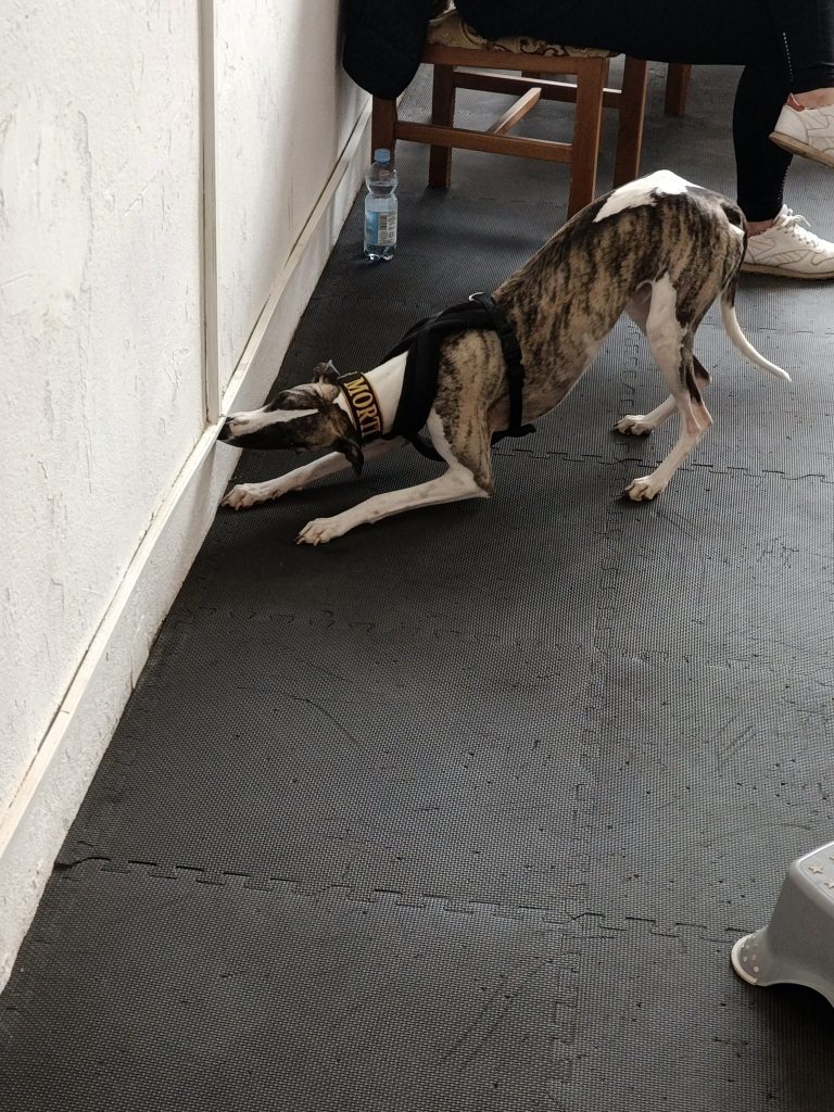 Pies whippet precyzyjnie oznacza znalezisko zapachowe podczas treningu nosework w sali ćwiczeń. Pies przyjmuje niską pozycję przednią, intensywnie sprawdzając miejsce ukrycia próbki przy listwie przypodłogowej.