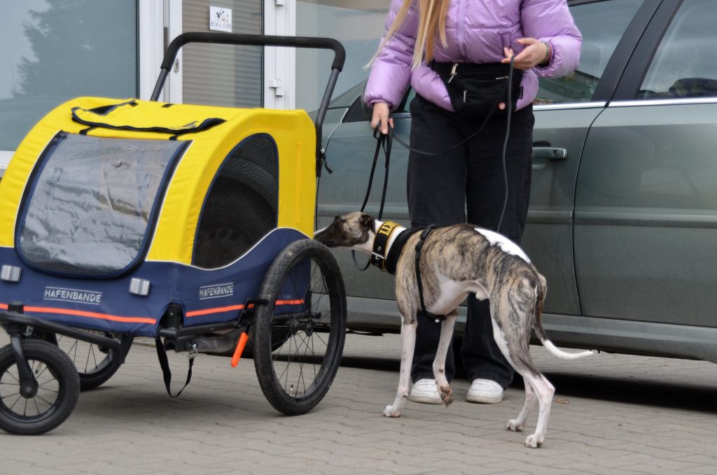 Chart angielski whippet podczas treningu detekcji zapachowej przy przyczepce rowerowej na zewnątrz.