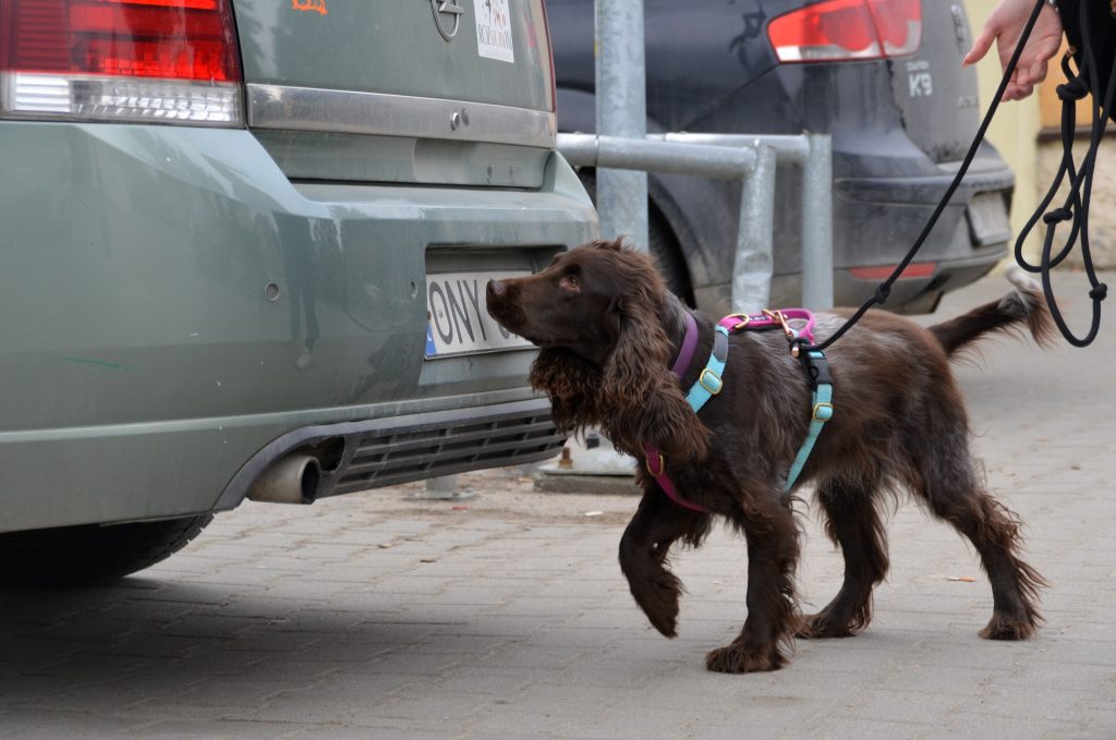 Pies podczas treningu nosework przy samochodzie na parkingu.