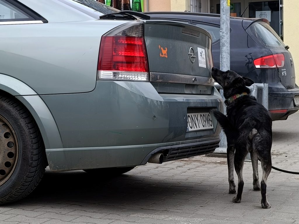 Pies podczas treningu nosework przy samochodzie na parkingu.