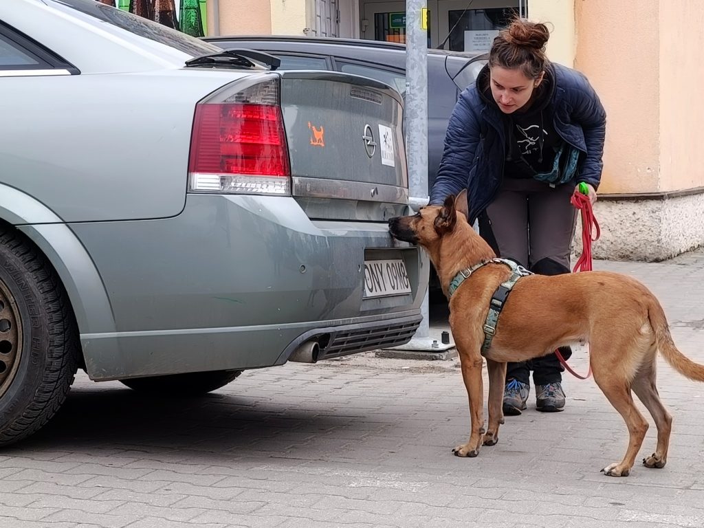 Pies podczas treningu nosework przy samochodzie na parkingu.