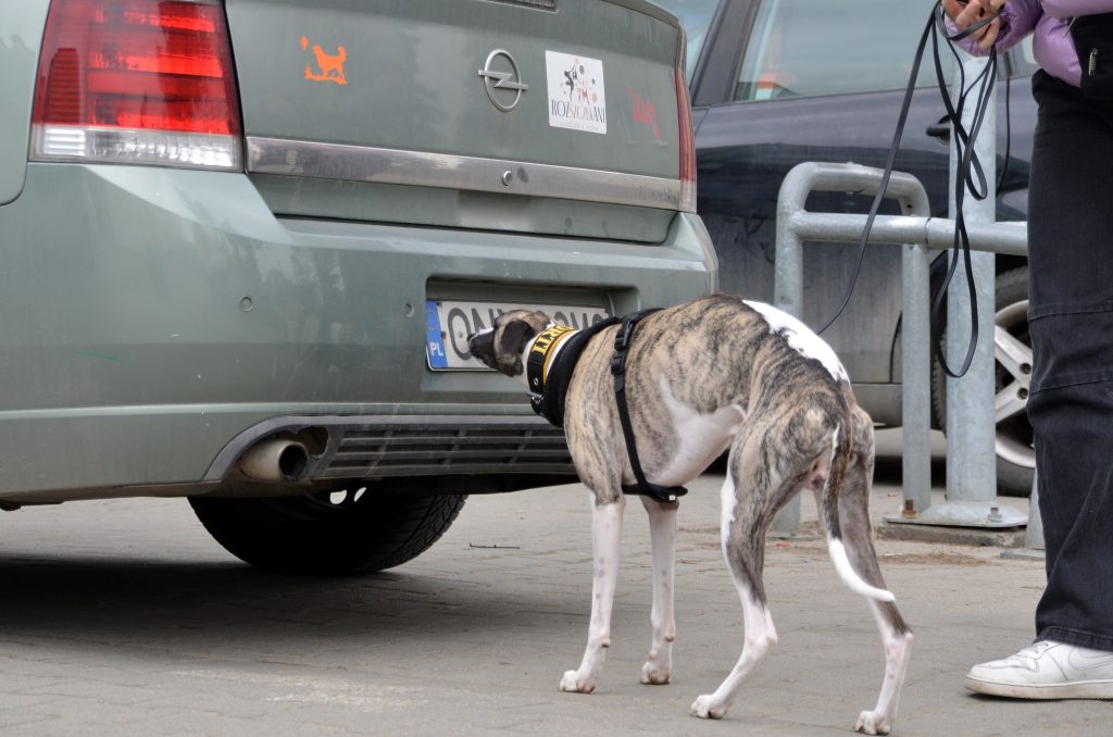 Pies podczas treningu nosework przy samochodzie na parkingu.