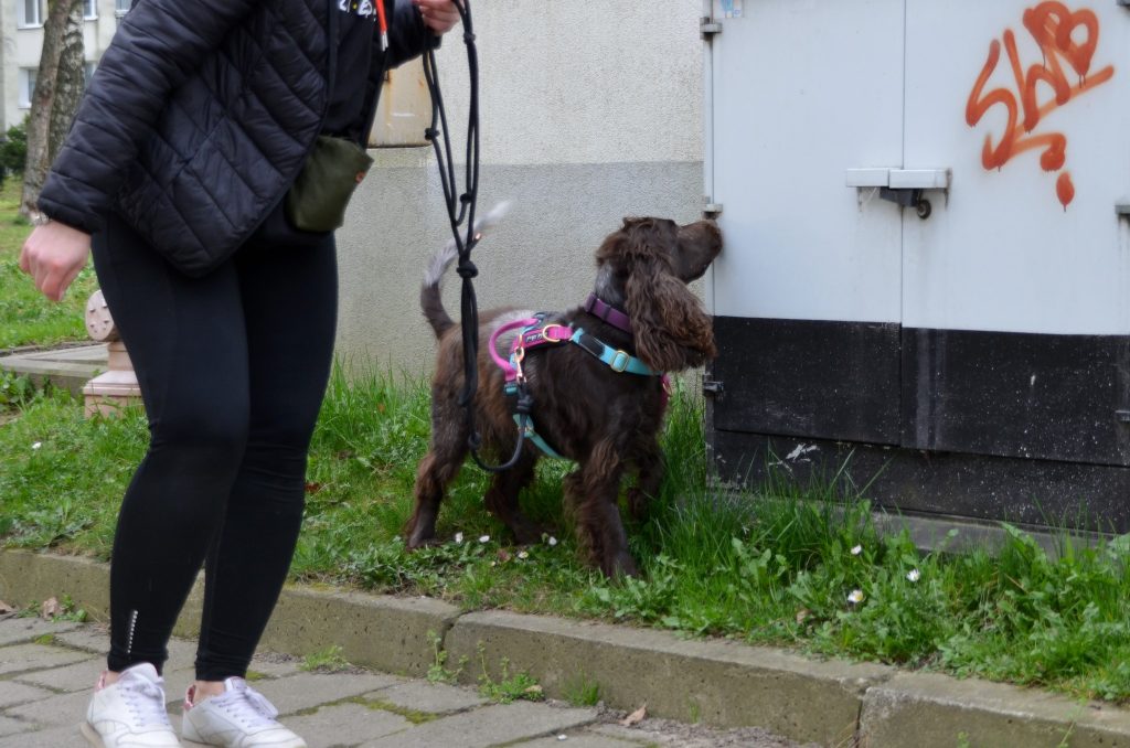 Pies na smyczy węszy podczas spaceru z właścicielem.