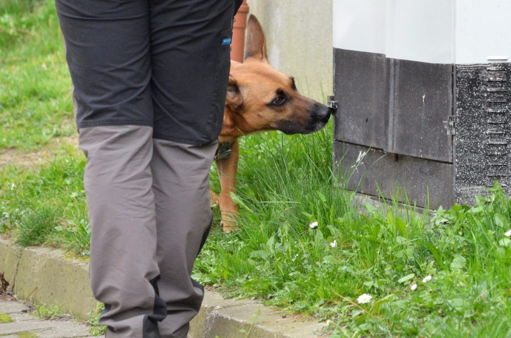 Pies na smyczy węszy podczas spaceru z właścicielem.