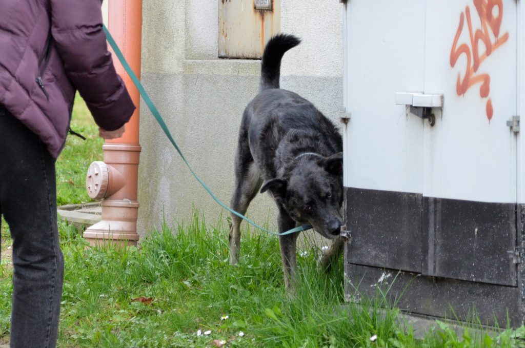Pies na smyczy węszy podczas spaceru z właścicielem.