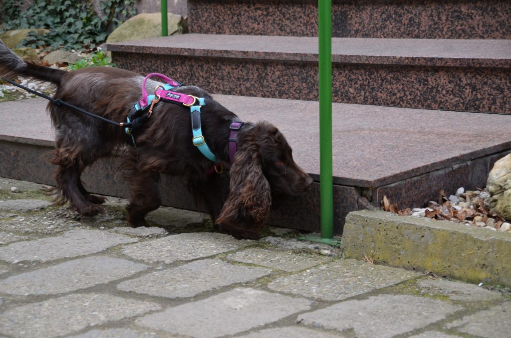 Pies na smyczy węszy przy schodach podczas spaceru z właścicielem.