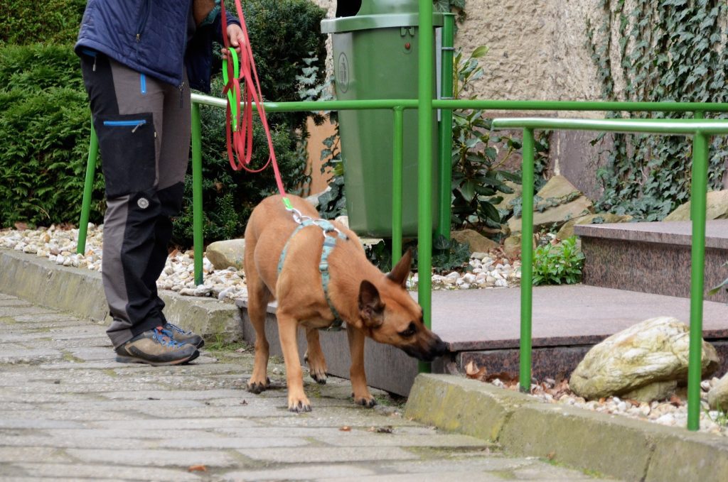 Pies na smyczy węszy przy schodach podczas spaceru z właścicielem.