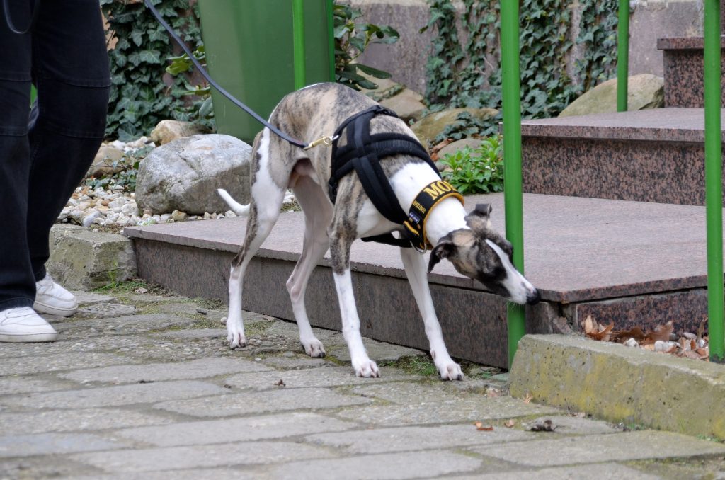 Pręgowany whippet na smyczy węszy przy schodach podczas spaceru z właścicielem.