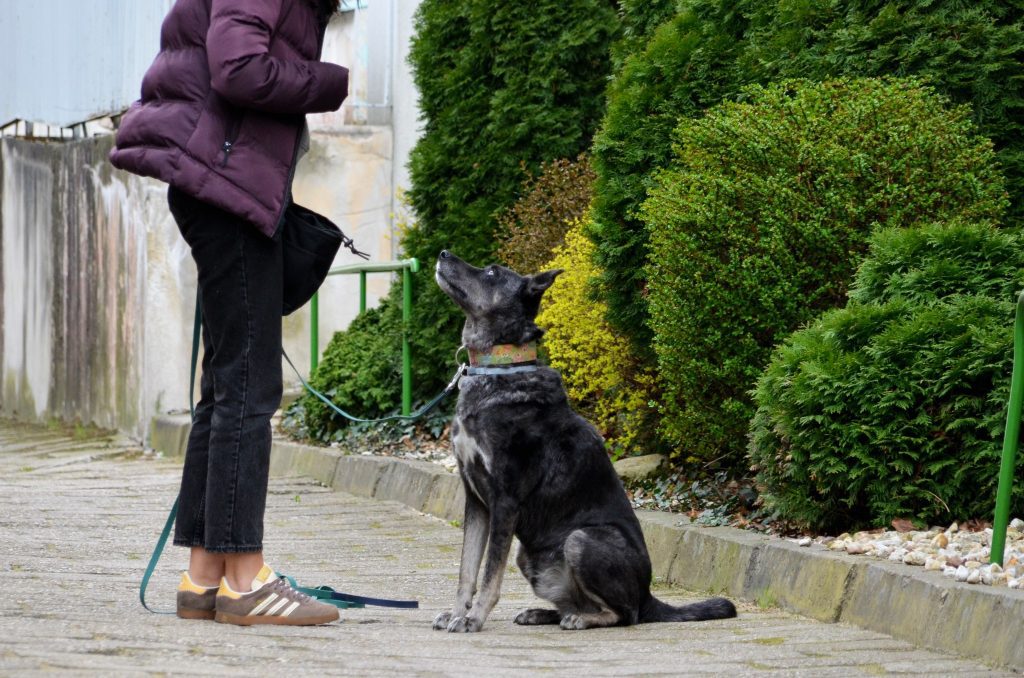 Pies wpatrzony w opiekunkę podczas nauki posłuszeństwa na zewnątrz.