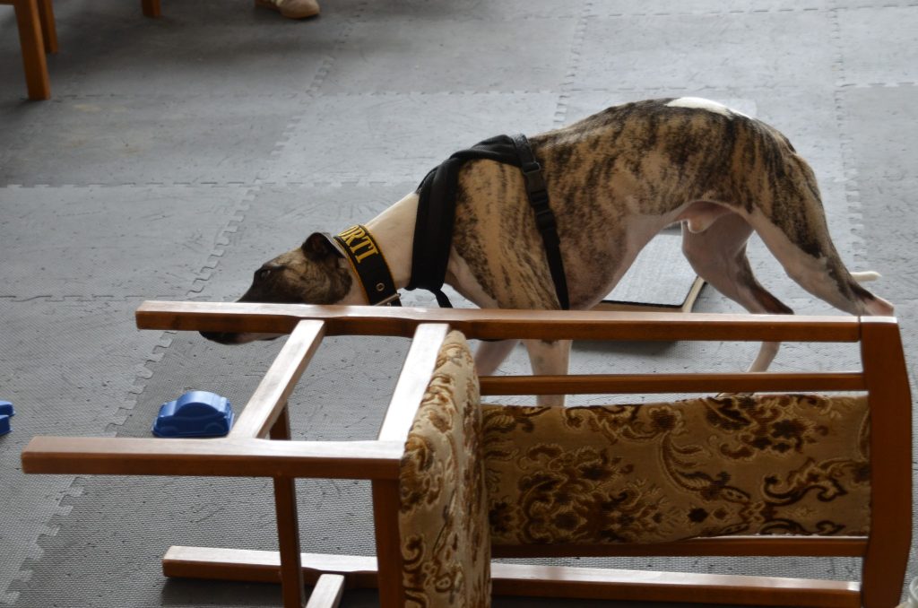 Zaawansowany etap treningu nosework: pies przeszukuje trudne miejsca wśród rozstawionych przeszkód. Czworonóg sprawdza zapachy ukryte pod konstrukcją przewróconego krzesła na sali ćwiczeń.