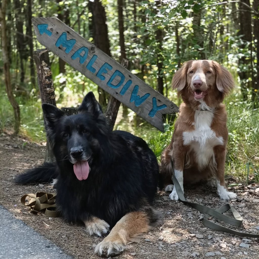 Retriever z Nowej Szkocji oraz owczarek staroniemiecki pozują do zdjęcia przy drogowskazie na Malediwy.