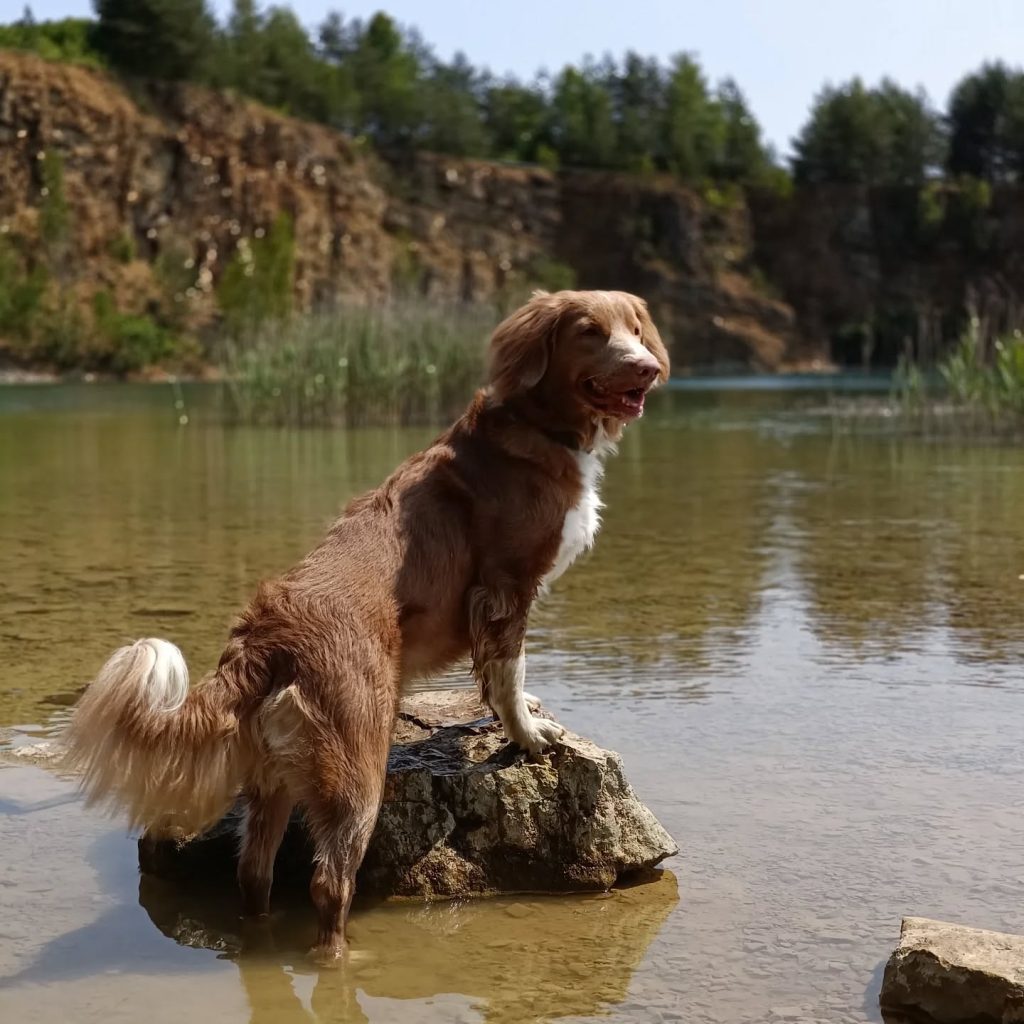 Retriever z Nowej Szkocji stoi w wodzie z przednimi łapami wspartymi o kamień.