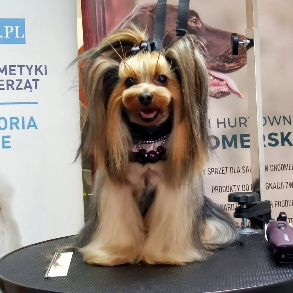 Elegancko ostrzyżony pies rasy Yorkshire Terrier z czarną kokardką i ozdobną obrożą.