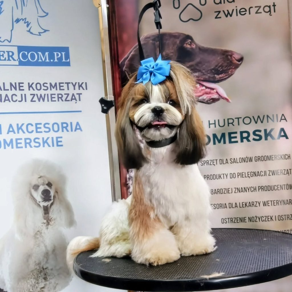 Pies rasy Shih Tzu z niebieską kokardką na czubku głowy siedzi na profesjonalnym stole groomerskim na tle banerów reklamowych.