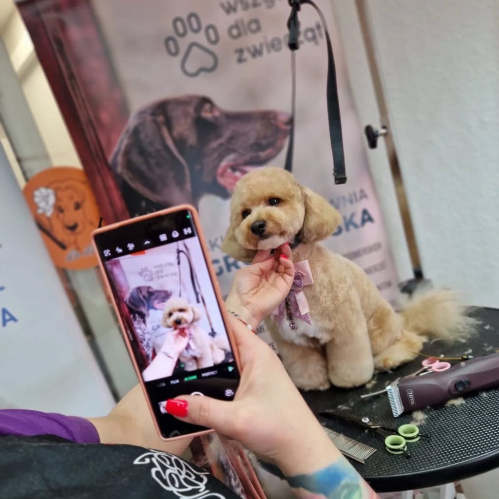Groomer robi zdjęcie telefonem małemu, biszkoptowemu psu rasy toy pudel po strzyżeniu. Pies ma różową kokardkę i siedzi na stole barberskim obok maszynki i nożyczek.