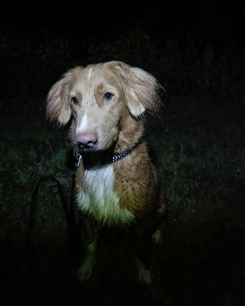 Retriever z Nowej Szkocji w ciemności.
