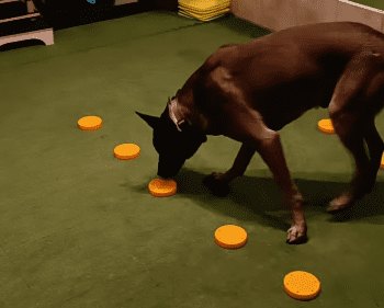 Pies podczas zajęć nosework.