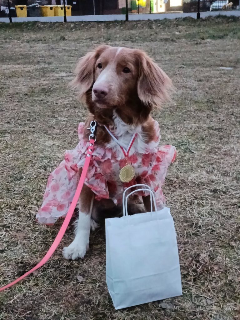 Pies rasy Toller z medalem i nagrodą za wyniki w zawodach nosework.