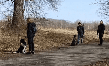 Grupa psów z opiekunami na spacerze.