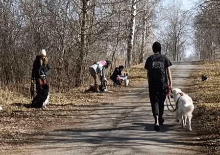 Grupa psów z opiekunami na spacerze.