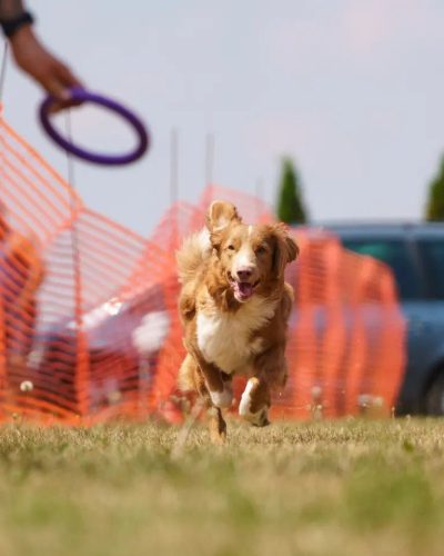 Retriever z Nowej Szkocji w trakcie zawodów Imperium Psich Sportów.