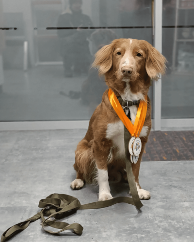 Retriever z Nowej Szkocji z medalami za udział w Owocowych Zawodach Nosework we Wrocławiu.