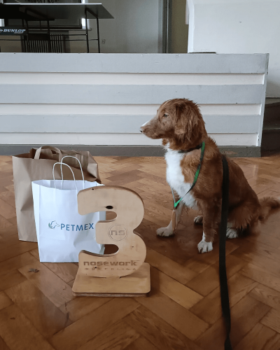 Retriever z Nowej Szkocji siedzący obok pucharu i nagród za trzecie miejsce w zawodach Nosework Superliga.