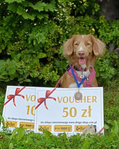 Retriever z Nowej Szkocji z nagrodami za osiągnięcia podczas zawodów Polskiej Ligi Nosework.