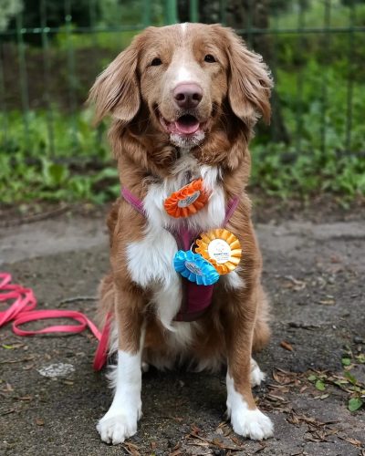 Retriever z Nowej Szkocji podczas zawodów Polskiej Ligi Nosework.