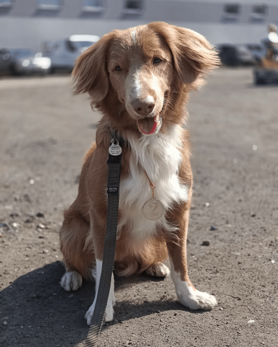 Retriever z Nowej Szkocji podczas zawodów Polskiej Ligi Nosework.