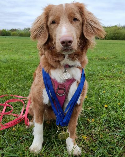 Retriever z Nowej Szkocji z medalami za udział w zawodach Polskiej Ligi Nosework Warszawa 2024.