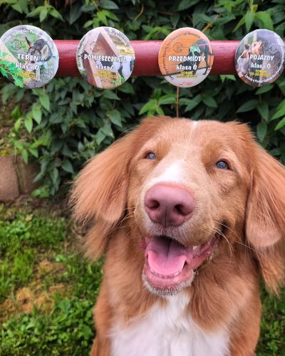 Retriever z Nowej Szkocji podczas zawodów Polskiej Ligi Nosework, Toruń 2023.
