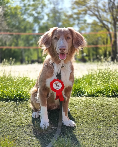 Retriever z Nowej Szkocji z medalem za udział w zawodach Rally-O Polska, Warszawa 2025.