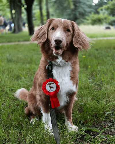Retriever z Nowej Szkocji z medalem za udział w zawodach Rally-O Polska, Wrocław 2025.